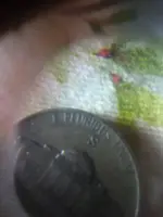 benjamins coin 3.webp