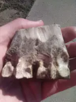 bens bone 1.webp