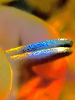 3E9EC0B0-E110-4C94-ADC8-407D074E37A1.webp