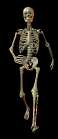 Stalker12.gif
