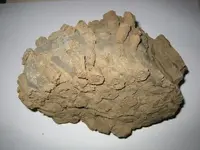 Fossil1.webp