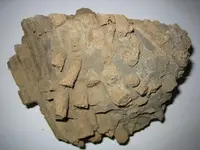 fossil2.webp