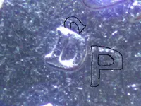 2005DOMM.webp