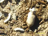 CSI porc. doll.webp