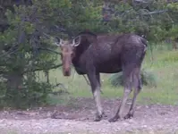 moose1.webp