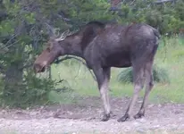 moose2.webp