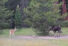 moosebuck1.webp