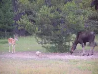 moosebuck2.webp