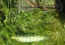 Green critter.webp