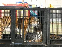 Big Kitties.webp Big Kitties.webp