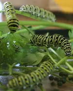 Green critter swallowtail butterfly worm.webp