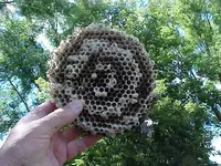 Bee Nest 1.webp