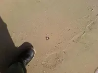 aug bird on ground.webp
