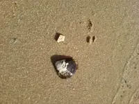 aug bird on ground close.webp