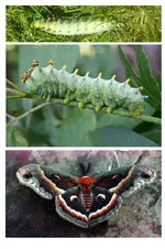moth.webp