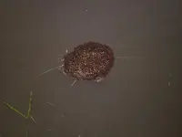Fire Ants.webp