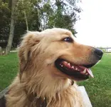 charlie at park1.webp