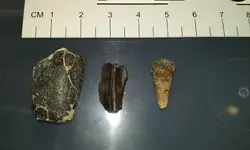 big brook fossils 1.webp