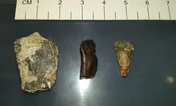 big brook fossils 2.webp