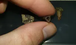 big brook fossils 3.webp