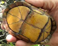 Turtle.jpg