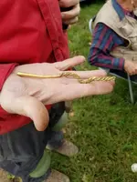 Dave's torc.webp