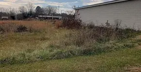 Tall Grass.webp