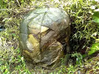 Image0664-rjrgrapher.webp
