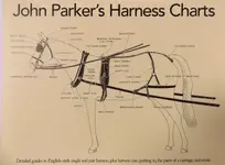 harness chart.webp