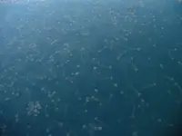 jellyfish2.webp