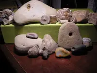 fossils 001.webp