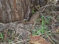 Snake in kansas.webp