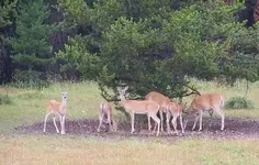 deerfam1.webp
