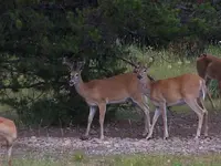 twobucks1.webp
