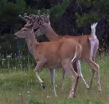 twobucks2.webp