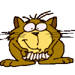 cat.gif