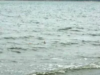 shark.webp
