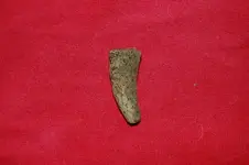 Feurt Site Finds (184).webp