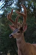 buck 2.webp