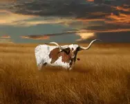 texas%20longhorn%20with%20rose_1%202 (2).webp