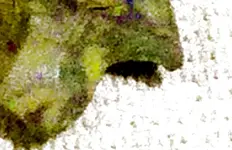 Arkie_finds_1a-vert-crop2.webp