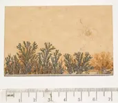 Pyrolusite1.jpg