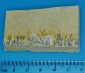 Pyrolusite2.jpg
