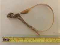 Sinew.webp