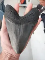 123951 Meg tooth.webp