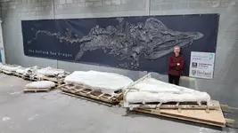 Ichthyosaur1.jpg