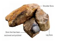 Dinosaur-Bone_large_1.webp
