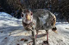 DEF4TurkPNG.webp