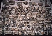 BisonTeeth2.webp