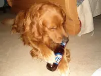 buddy with beer.webp